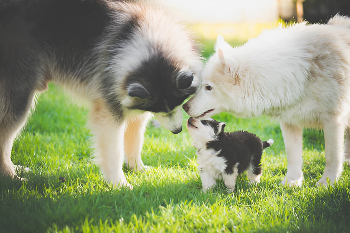 Do Dogs Inherit More from Mother or Father