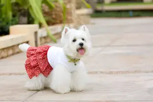 Do Dogs Like When You Dress Them Up Reality