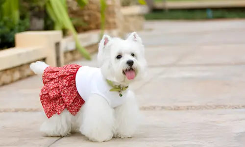 Do Dogs Like When You Dress Them Up? Reality