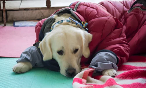 Do Dogs Need Sleeping Bags for Camping? Explained