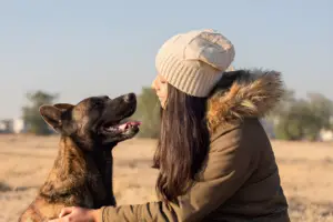 Do Dutch Shepherds Make Good Therapy Dogs