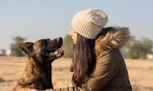 Do Dutch Shepherds Make Good Therapy Dogs?