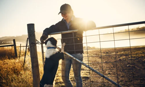 Do Farmers Still Use Dogs? Explained with Facts