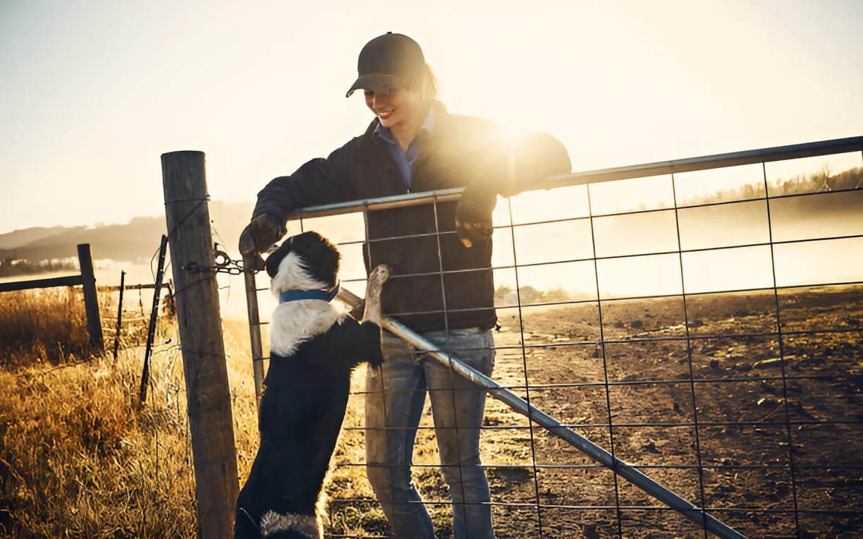 Do Farmers Still Use Dogs