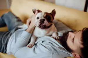 Do French Bulldogs Like to Cuddle