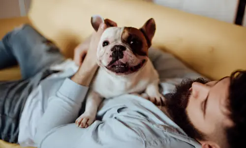 Do French Bulldogs Like to Cuddle? What to Expect