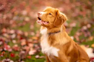 Do Golden Border Collies Shed