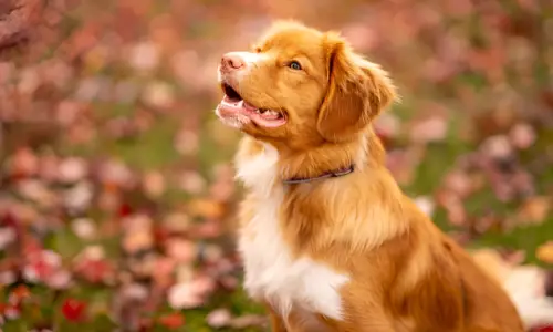 Do Golden Border Collies Shed? What to Expect