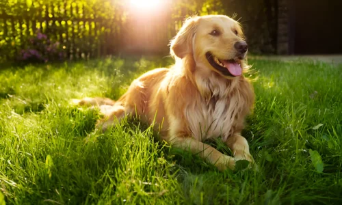 Do Golden Retrievers Guard the House? Fun Facts