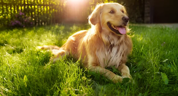 Do Golden Retrievers Guard the House? Fun Facts