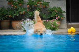 Do Golden Retrievers Like Water