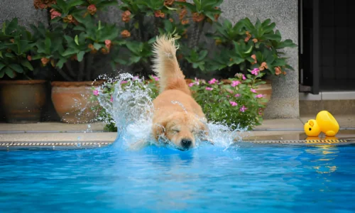 Do Golden Retrievers Like Water? What to Expect