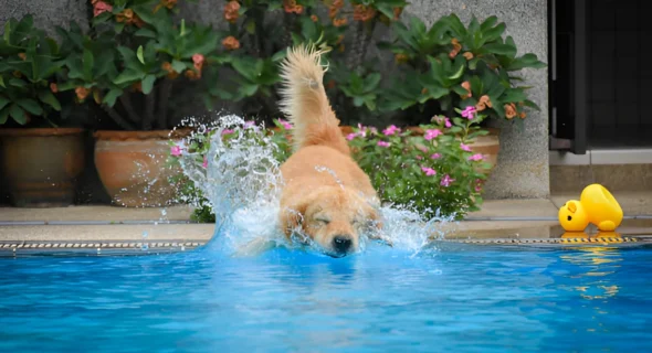 Do Golden Retrievers Like Water? What to Expect