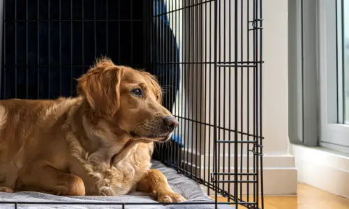 Do Golden Retrievers Like to Be Crated? Must Know