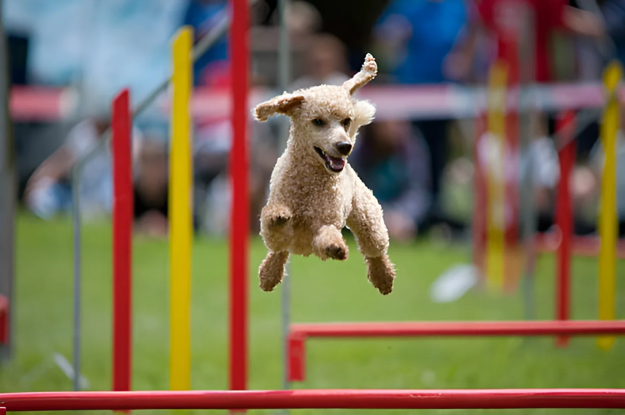 Do Poodle's Intelligence Make the Best Pets