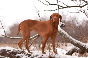 Do Redbone Coonhounds Like the Cold