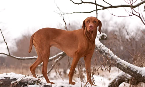 Do Redbone Coonhounds Like the Cold? What to Expect