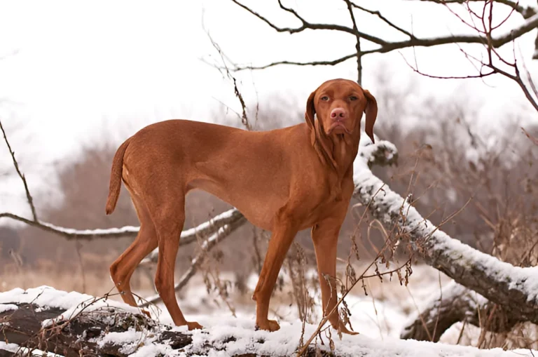 Do Redbone Coonhounds Like the Cold