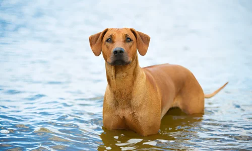 Do Redbone Coonhounds Like to Swim? Yes-Here’s Why