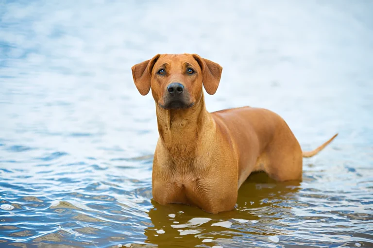 Do Redbone Coonhounds Like to Swim