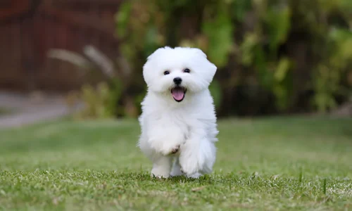 Do White Dogs Stay White? Fun Facts to Know