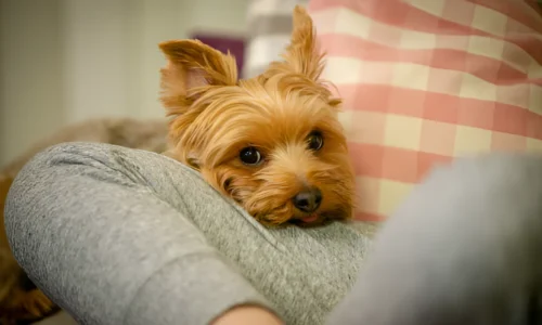 Do Yorkie Dogs Like to Cuddle? What to Expect