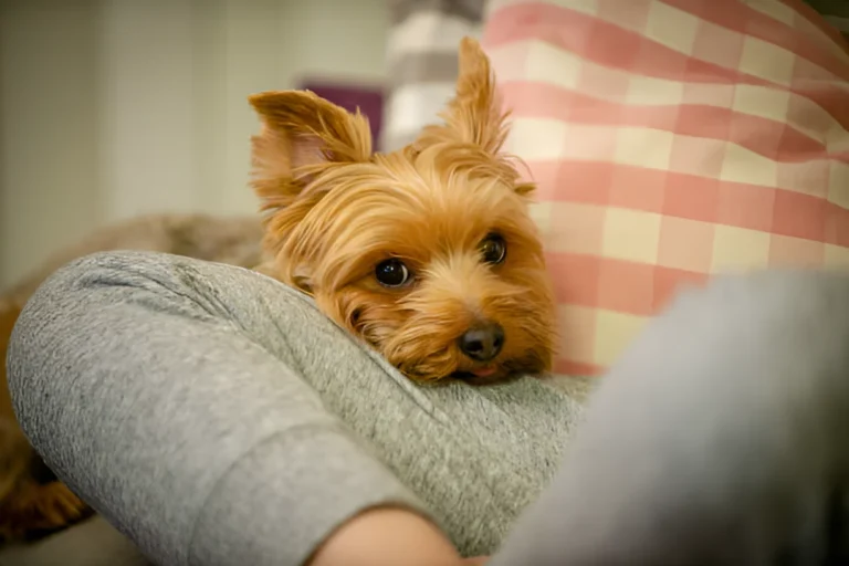 Do Yorkie Dogs Like to Cuddle