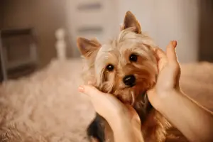 Do Yorkies Have Tempers