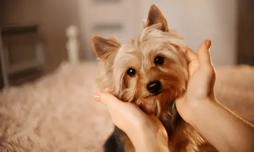 Do Yorkies Have Tempers? What to Expect Exactly