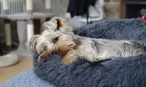 Do Yorkies Like to Sleep with You? What to Expect