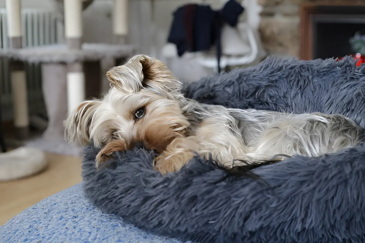 Do Yorkies Like to Sleep with You