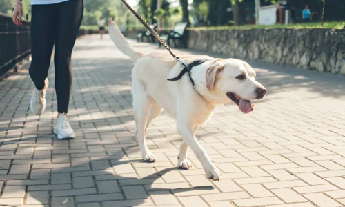 Does It Hurt Dogs to Walk on Pavement? Crucial Guide