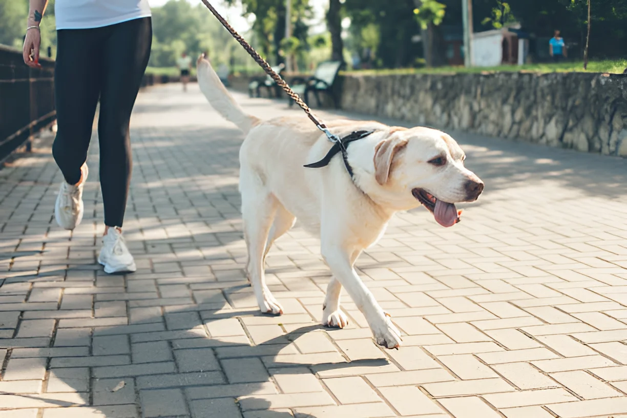 Does It Hurt Dogs to Walk on Pavement