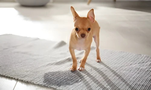 Does Vinegar Stop Dogs from Peeing on Carpet?