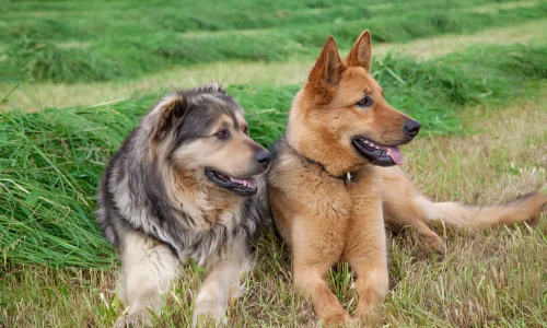 Dutch Shepherd vs Brindle German Shepherd Difference