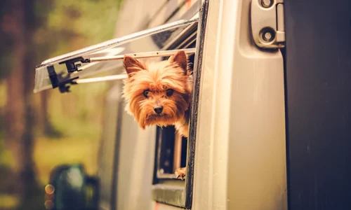 How Do I Calm My Dog in an RV? Tips and Tricks