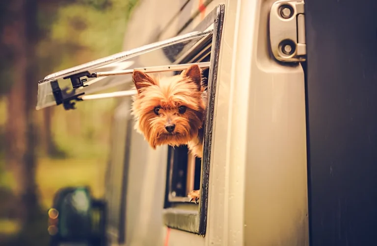 How Do I Calm My Dog in an RV