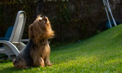 How Do I Get My Yorkie to Stop Barking When Left Alone?