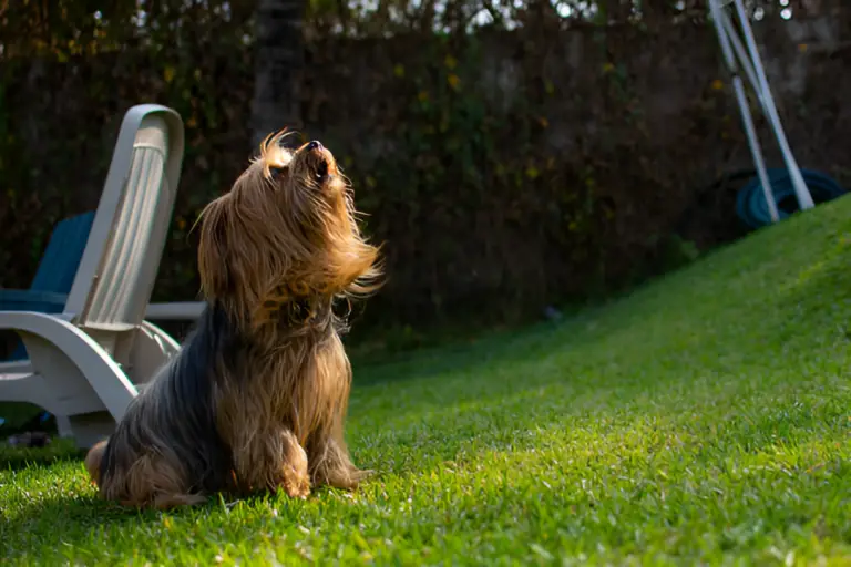 How Do I Get My Yorkie to Stop Barking When Left Alone