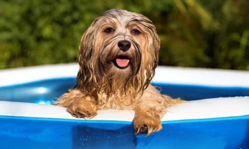 How Do I Keep My Dog Pool Clean? Easy Guide