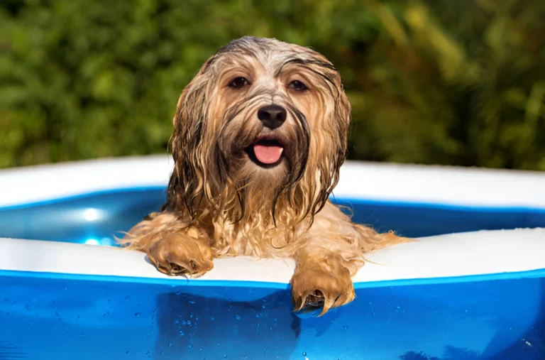 How Do I Keep My Dog Pool Clean