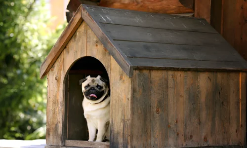 How Do I Keep Rodents Out of My Dog House?