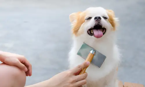 How Do I Know When to Stop Brushing My Dog?