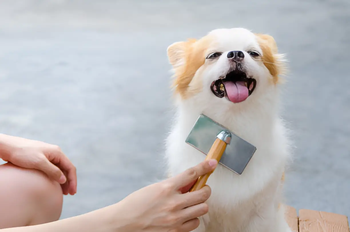 How Do I Know When to Stop Brushing My Dog