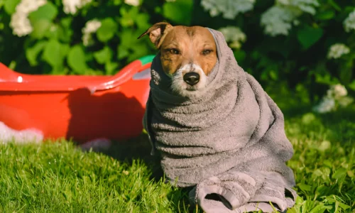 How Do You Get the Smell Out of Dog Towels? Tips