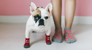 How Do You Keep Socks on a Dog’s Paws