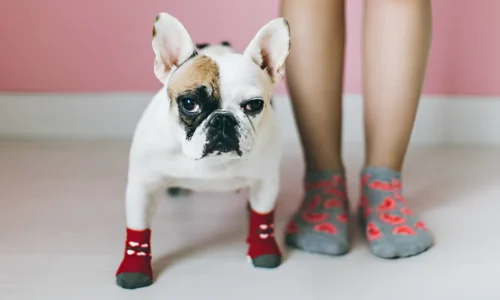 How Do You Keep Socks on a Dog’s Paws? Tips & Tricks