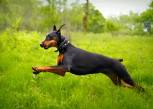 How Do You Train a Doberman Not to Jump on You