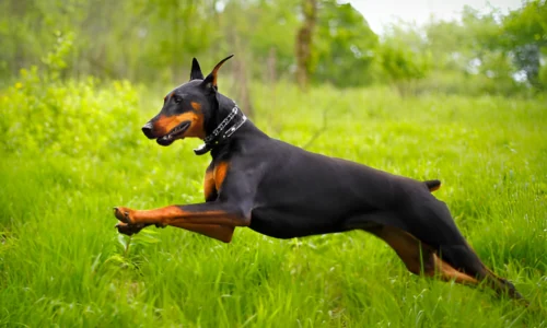 How Do You Train a Doberman Not to Jump on You?