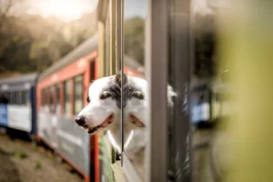 How Do You Travel with a Big Dog on a Train